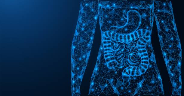 Human gastrointestinal tract. Human gastrointestinal tract. The digestive system. Torso and internal organs. A low-poly model of interconnected elements. Blue background. human digestive system illustrations stock illustrations