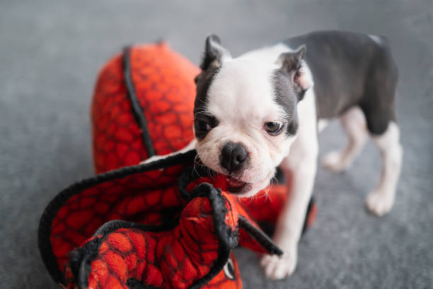 istock Adorable white faced Boston Terrier puppy chewing a red soft toy dinosaur. 1351141373