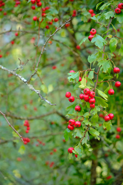 赤い果実を持つホーソーン。クラテガス・モノジナ - hawthorn berry fruit plant autumn ストックフォトと画像