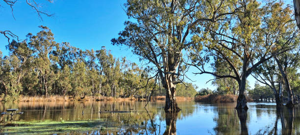 istock Barmah National Park, Victoria, Australia 1351141480