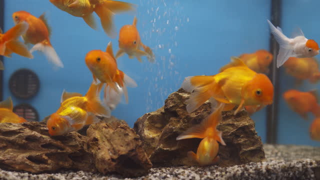 Маленькие рыбки плавают в аквариуме любопытный