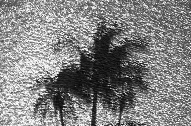 Shadows of coconut and palm trees in a reflecting pool Shadows of coconut and palm trees in a reflecting pool. black and white beach stock pictures, royalty-free photos & images