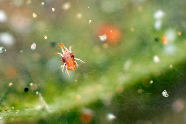 istock Red spider mites (Tetranychus urticae) on damaged leaf. Visible exuviae, eggs, excrements in a spider web spread over the leaf surface. It is a species of plant-feeding mite a pest of many plants. 1351146312