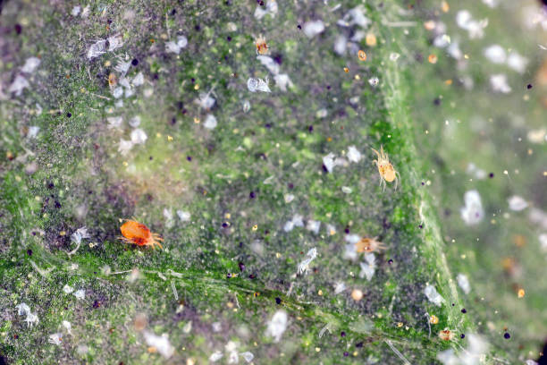 istock Red spider mites (Tetranychus urticae) on damaged leaf. Visible exuviae, eggs, excrements in a spider web spread over the leaf surface. It is a species of plant-feeding mite a pest of many plants. 1351146619