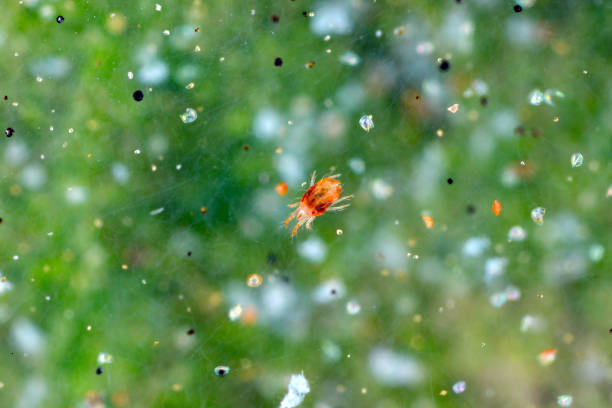istock Red spider mites (Tetranychus urticae) on damaged leaf. Visible exuviae, eggs, excrements in a spider web spread over the leaf surface. It is a species of plant-feeding mite a pest of many plants. 1351146952