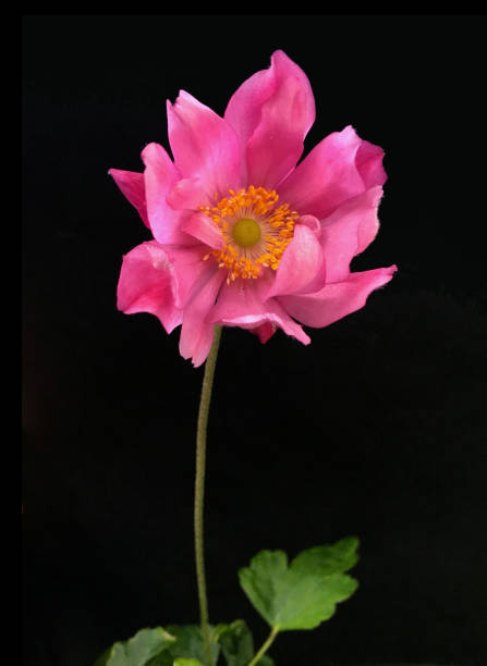 A Japanese Anemone in bloom A pink Japanese Anemone isolated on a black background, botanical name: Anemone hupehensis var. japonica Pamina. Also known as windflower. japanese anemone windflower flower anemone flower stock pictures, royalty-free photos & images
