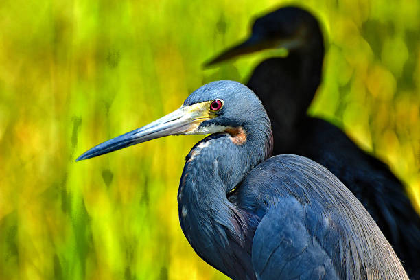 Great Blue Heron Great Blue Herons Fishing in Biodiverse Wildlife Environment tricolored heron stock pictures, royalty-free photos & images