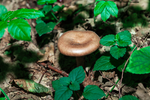 Mushroom growing in green and dry leaves . Shiitake edible mushroom