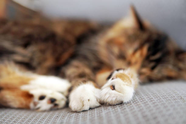 istock sleeping cat paws close-up white as socks 1351149973