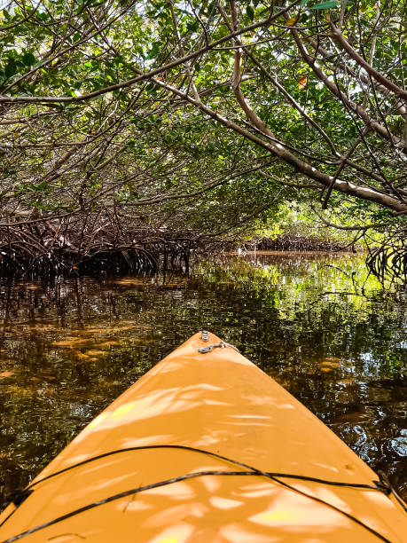 istock Yellow Kayak in Florida Mangroves 1351150110