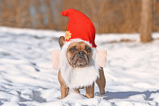 Perro Bulldog Francés con disfraz de sombrero de Papá Noel de Navidad photo