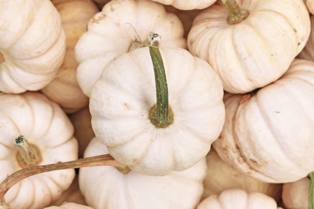 istock White Baby Boo pumpkin 1351150158
