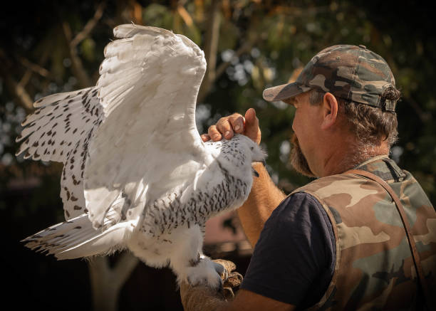 warm relationship between man in hunting glove and great white snowy owl - great white owl imagens e fotografias de stock