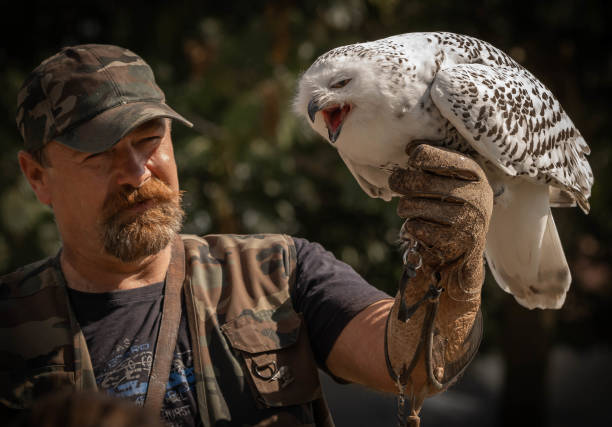 krzycząca wielka biała śnieżna sowa na męskiej rękawicy myśliwskiej - great white owl zdjęcia i obrazy z banku zdjęć