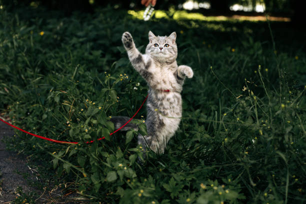 istock Scottish playful and jumps kitten on a walk 1351151401
