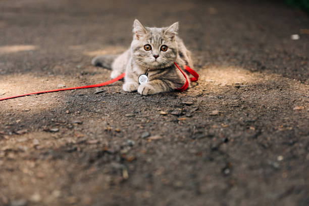 istock Scottish straight kitten on a walk with with ID passport 1351151451