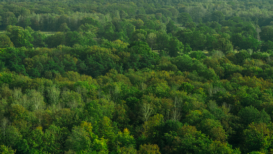 High angle view of green  trees in forest.