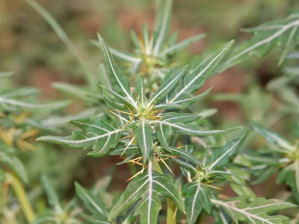 Photo of Spiny cocklebur plant, Xanthium spinosum