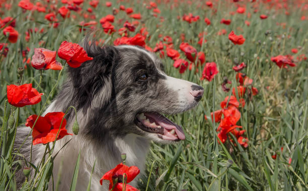 istock Border collie in a poppy field on a sunny day. 1351151921