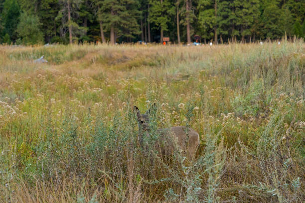 jeleń ukrywający się w buszu doliny yosemite - mule deer zdjęcia i obrazy z banku zdjęć