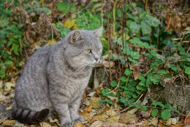 istock one large gray cat sits on dry fallen leaves 1351153638