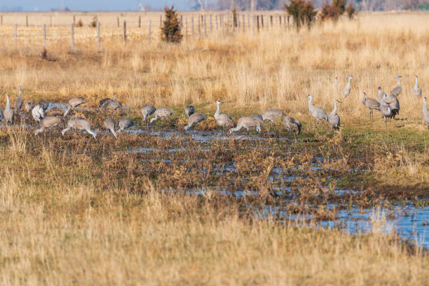 istock Sandhill Cranes Feeding in a Wetland 1351154991