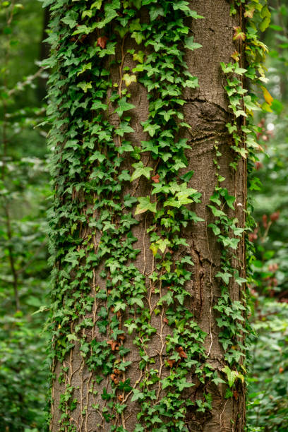 istock Green ivy growing up a tree 1351155102