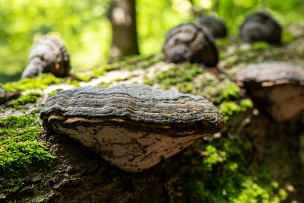Tree fungi (tinder fungus / Fomes fomentarius) on a deadwood tree trunk in the forest, Teutoburg Forest, Germany. The tinder fungus is a species of fungus from the family of stem-porling relatives (Polyporaceae). It attacks weakened deciduous trees, especially beech (Fagus) and birch (Betula), forming thick fruiting bodies on the trunks.