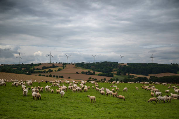 istock Sheep herd grazing on a green meadow, Extertal, Germany 1351155105