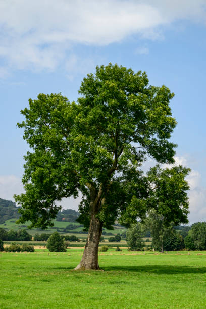 bela árvore de cinzas solitária (fraxinus excelsior) com sob um céu azul nublado em um prado verde - freixo - fotografias e filmes do acervo