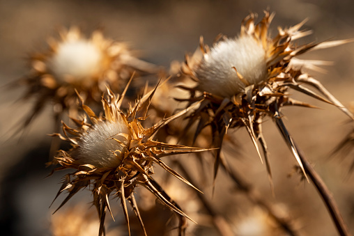 Close up of beautifully dried milk thistles (Silybum marianum), Sierra Nevada National Park, Andalusia, Spain
