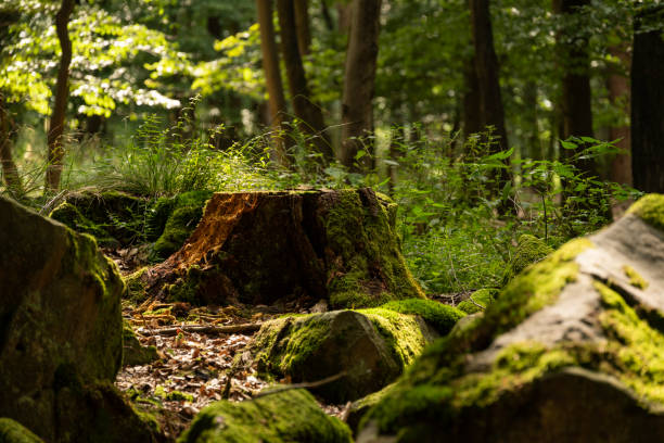 ブナの森の中の苔で覆われた木の切り株と岩 - tree stump ストックフォトと画像