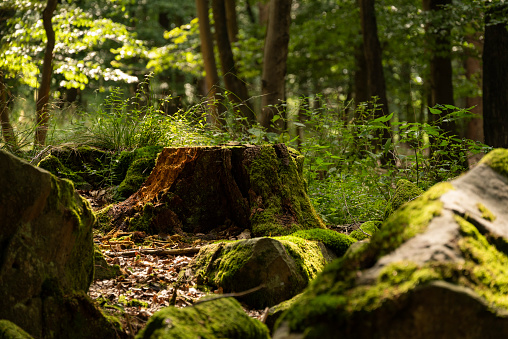 Moss-covered tree stump and rocks in a beech forest, Mörth, Teutoburg Forest, Germany