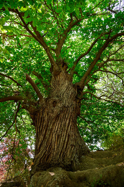 istock Old chestnut tree, Las Alpujarras, Sierra Nevada, Spain 1351155137