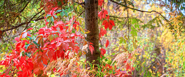 Autumn landscape, banner - a view of the foliage of the virgin ivy climbing the tree trunks in the rays of the autumn sun