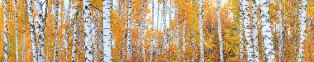 birch grove on sunny autumn day, panorama, horizontal banner - ukraine nature imagens e fotografias de stock