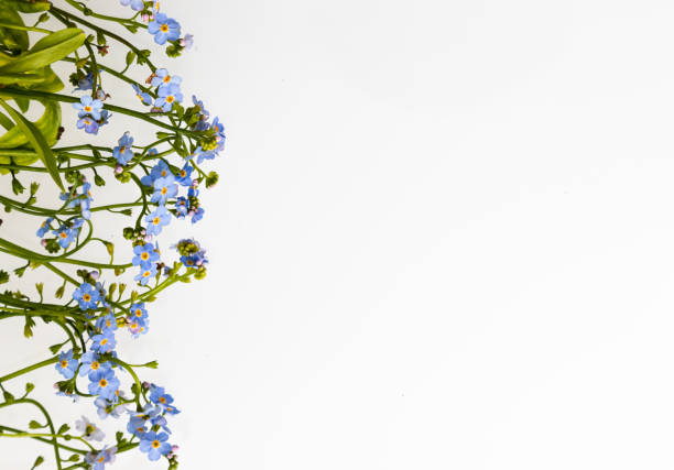 istock Spring is coming - bunch of forget-me-nots over white background 1351159699