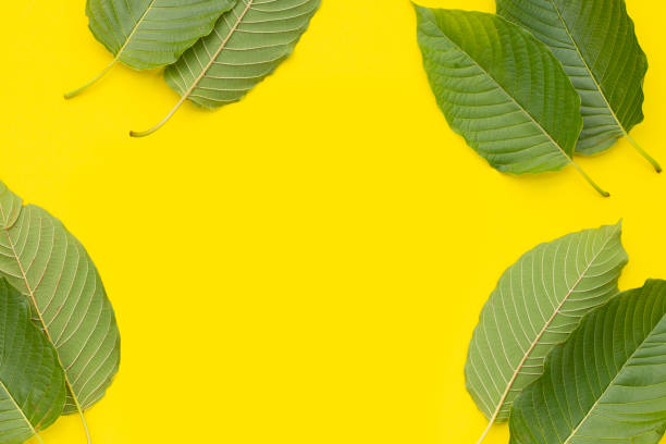 istock Mitragyna speciosa, Fresh kratom leaves on yellow background 1351160735