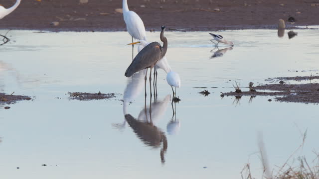 Great Egret, Snowy Egret, and a Great Blue Heron, Standing in Shallow Water