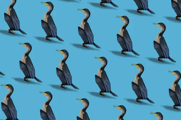 Vector illustration of Sea birds pattern
