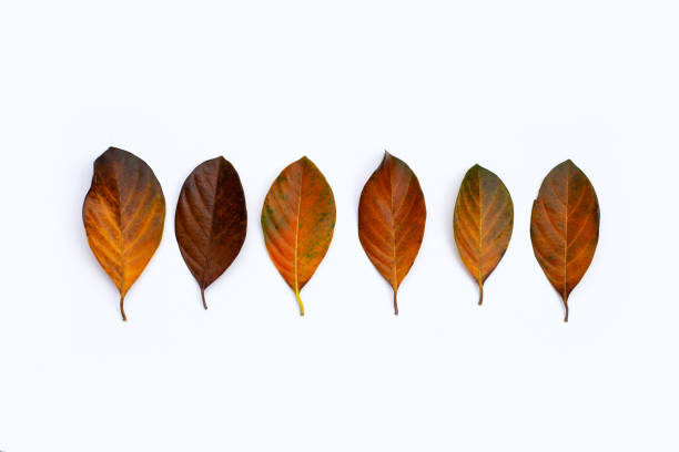 istock Dry leaves on white background 1351161744