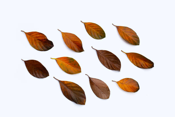 istock Dry leaves on white background 1351161760