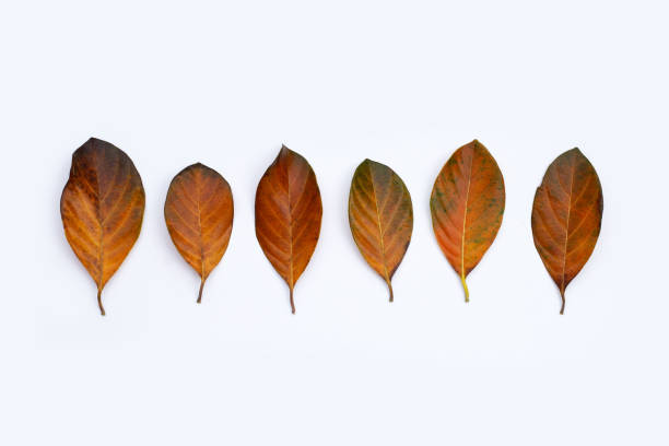 istock Dry leaves on white background 1351161826
