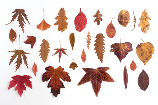 set of natural leaf on light back ground, typical samples of end of autumn time, material for craft and collage activity with kindergarten kids