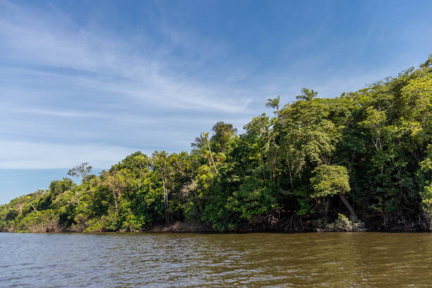 istock Landscape of a brazilian Amazon 1351165498