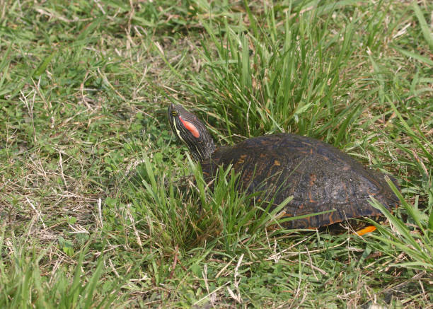 tortuga slider de orejas rojas sentada en la hierba - turtle grass fotografías e imágenes de stock