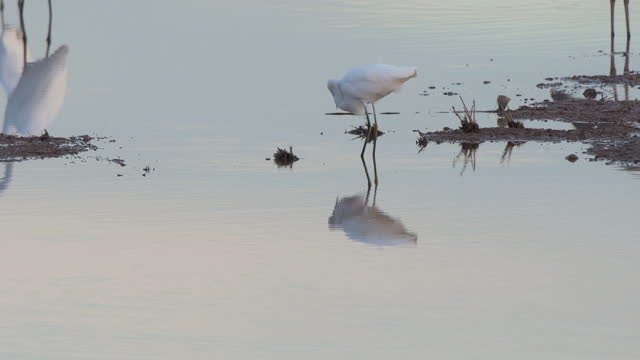Snowy Egret Feeding in Shallow Water
