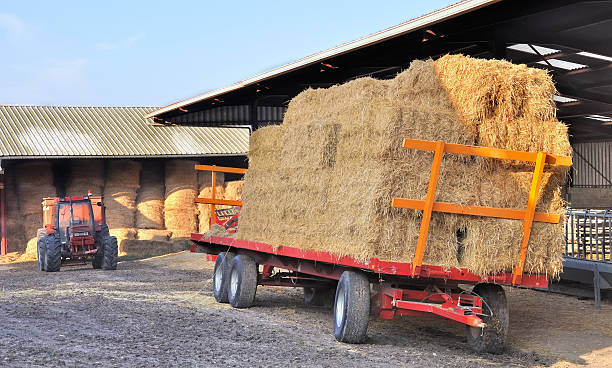 istock storage of fodder in a stable 135116663