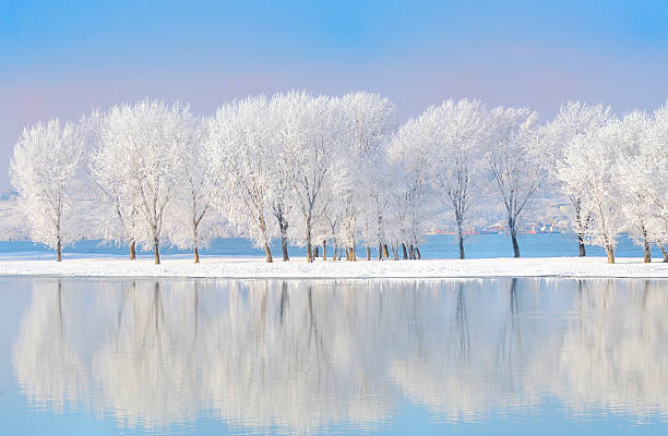istock winter trees covered with frost 135116785