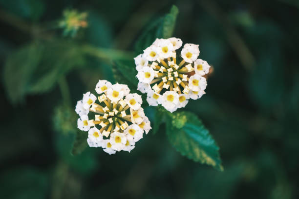 istock White Lantanas Flowers 1351168591